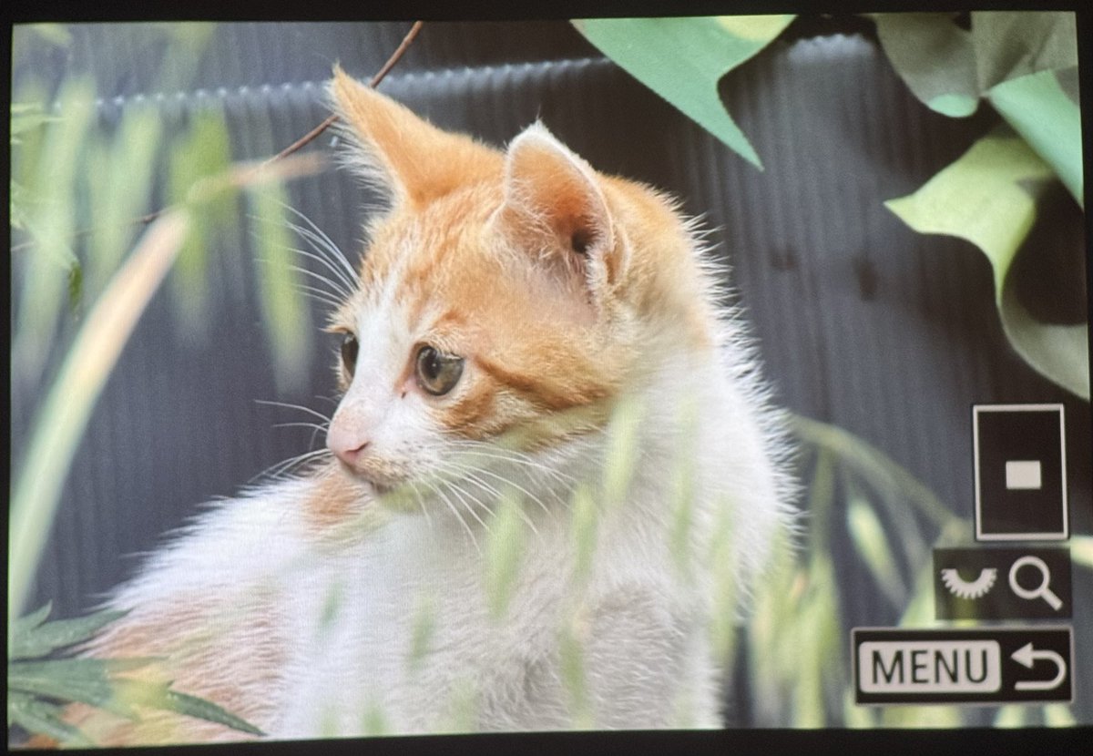 HIBINOMAINIC's tweet photo. preview https://t.co/hzAu1GshDO