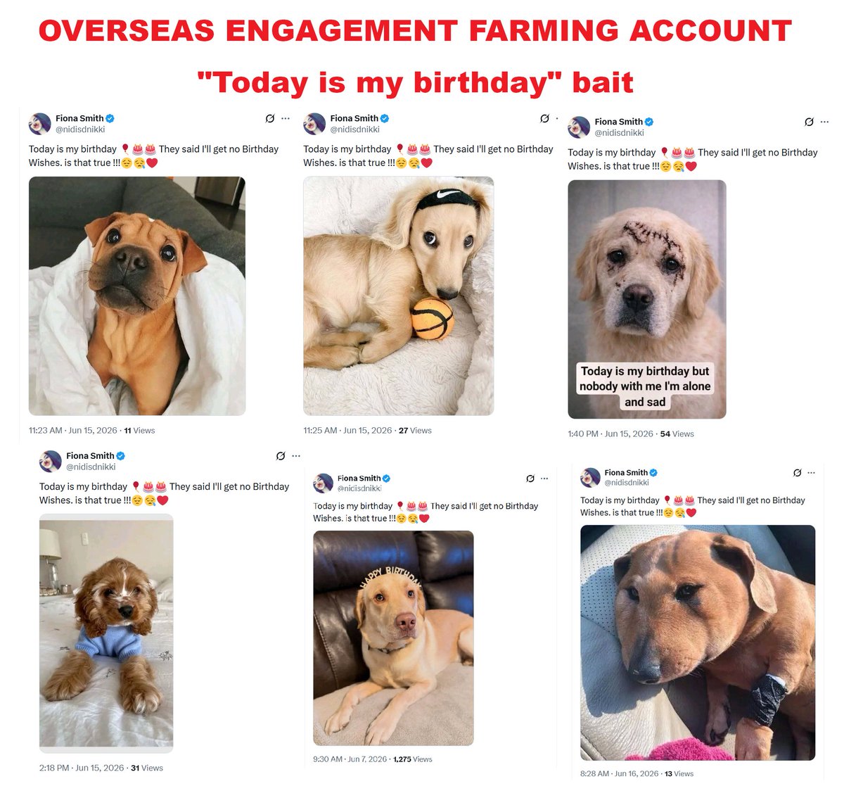 Nemo688507's tweet photo. June 2026 tiny sample fake "birthday" dogs, all "Fiona Smith" (nidisdnikki). Exact wording & emojis "Today is my birthday🎈🎂🎂They said I'll get no Birthday Wishes. is that true !!!😔😪❤" Accounts like these also steal dog/cat photos/content. They repeatedly violate the X Rules. #StopEngagementFarmingAccounts