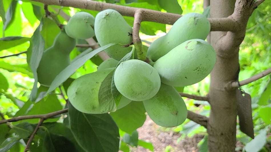 giveashitnature's tweet photo. The largest fruit native to North America tastes, according to fans, like mango-banana custard, grows wild across much of the eastern United States, and you've probably never eaten one.

It's the pawpaw. This understory tree grows along creeks and bottomlands from the Gulf Coast to the Great Lakes, with big drooping leaves that give it an oddly tropical look. That's because it's the lone temperate member of an otherwise tropical plant family. The fruit itself is green, about the size of a small mango, and the ripe flesh is soft, sweet, and custardy.

So why have most people never tasted one? Because pawpaws bruise easily and spoil within days of ripening. They're terrible travelers, which makes them hard to ship and nearly impossible to find in supermarkets. You usually have to grow them or know someone who does. Lewis and Clark relied heavily on pawpaws for a time when their provisions ran low.

The tree gets stranger. Its maroon flowers smell faintly of decay because pawpaws are pollinated mostly by flies and beetles, not bees. And zebra swallowtail caterpillars feed exclusively on pawpaws and their close relatives. No pawpaws, no zebra swallowtails.

You can grow one yourself. Actually, grow two. Most pawpaws need pollen from a genetically different tree to set fruit. Native, beautiful, and wonderfully weird, they hand you a tropical-tasting dessert in the middle of the Appalachian woods.

Hard to do better than that.