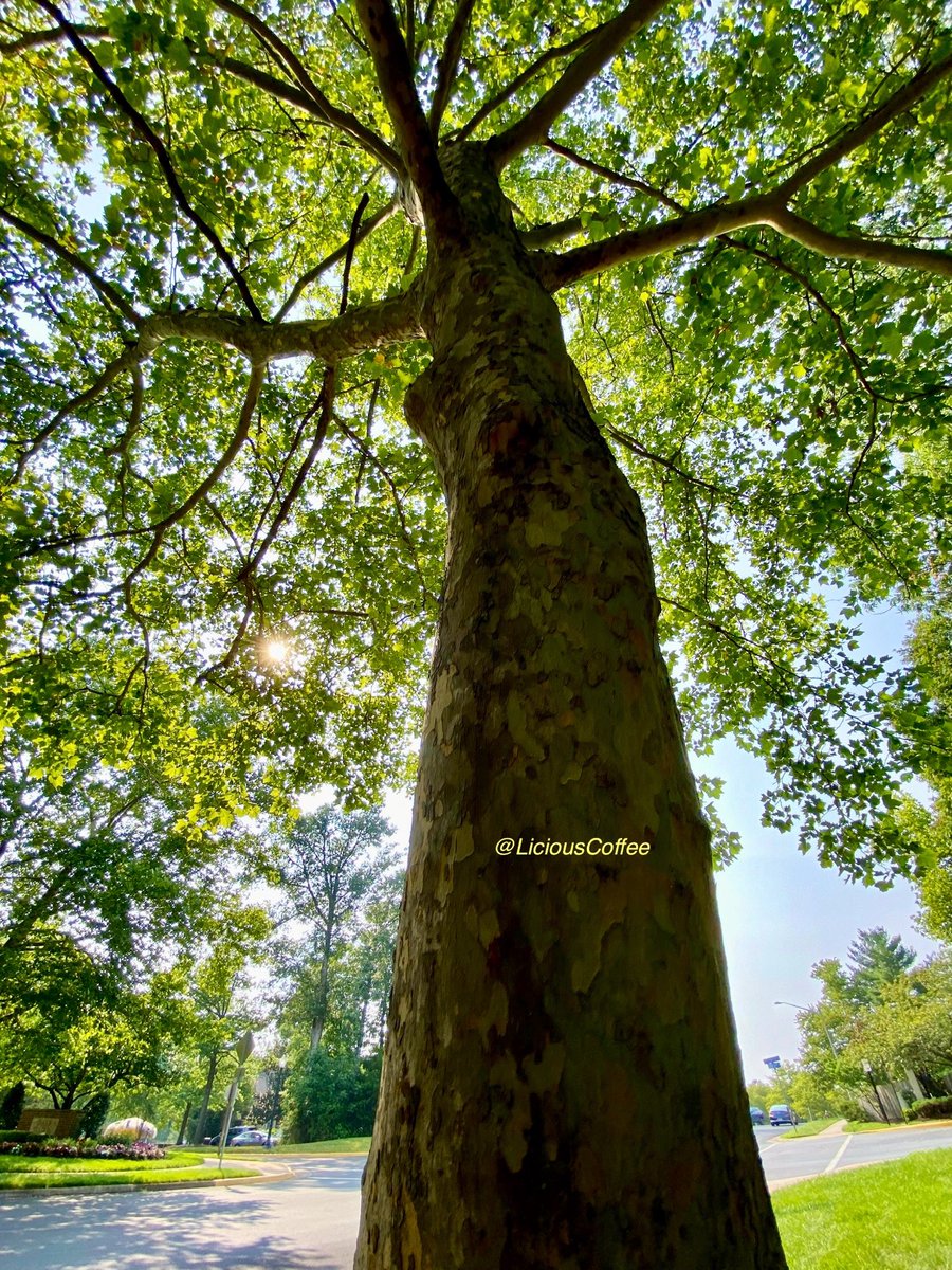 LiciousCoffee's tweet photo. Good Morning 🌎💝💫
It’s a GREAT day
👋🏽Hey Tuesday☕️🌞
The🌎is full of amazing contents, see it—recognize it—create IT—find Art in Nature
😍Beautiful
2🌳🌳trees
2 Seasons on display #TreeArt
#TreeWhisperer
#Nature #NaturePhotography #Photography #PhotographyIsArt #Tree https://t.co/nbDSsfQVmG