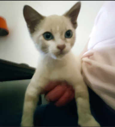SylvieDordogne's tweet photo. Trouvé dans le moteur d'une voiture place Pasteur à Sarlat, petit chat, environ 2 mois, type siamois, mâle. Pas pucé, très sociable ; merci de reposter. https://t.co/i4HA1hHzZX