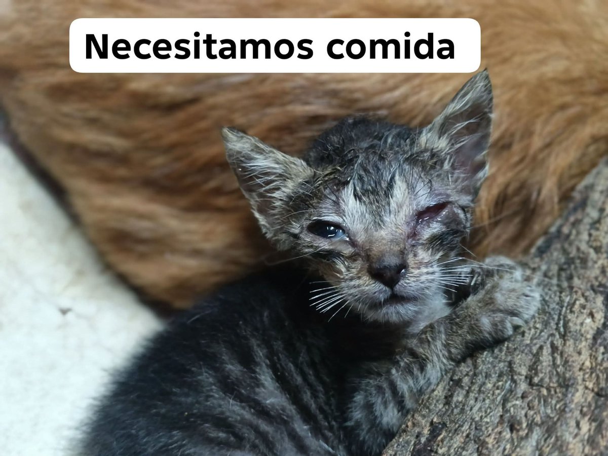 fundacion_gaba's tweet photo. ‼️‼️Los Callejeros te necesitan ‼️‼️

Está semana nos pasó de todo 😔😔 bloquearon 2 días las redes sociales, nos tiraron una gata, llegó un gato con gusanos, tenemos unos bebés con tetero, la gata del tumor, tenemos de todo en nuestras instalaciones 😥😥 no somos de pedir muy https://t.co/XWzfTvgX2G