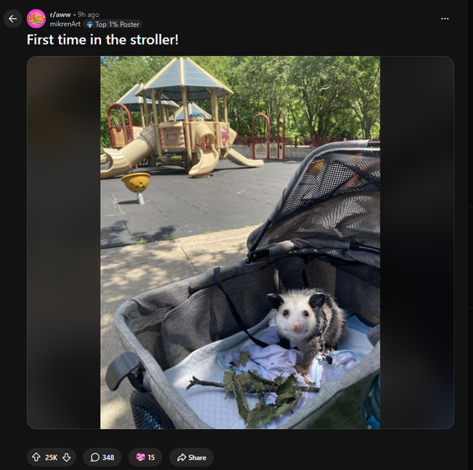 Cousin_Gregg's tweet photo. Meet Egg, a weird looking opossum that has blown up on Reddit

The trenches have been waiting for an animal runner backed by a strong community

This could be us

$Egg

https://t.co/DXLO36L2ue https://t.co/EXDABlyoqi