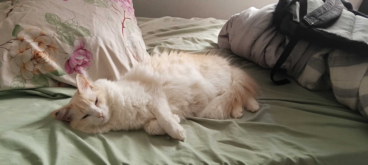 Scarllet_Aut's tweet photo. Eu vou explodir esse gato de tanto amassar https://t.co/ltgH4oq2ab
