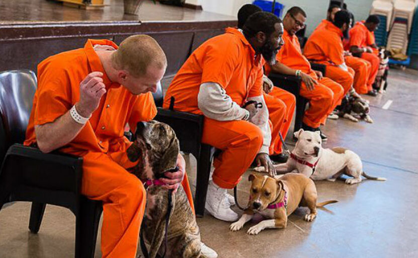 Latium667's tweet photo. Inmates with Pets
#prison #prisoner #inmate https://t.co/Q3oMIJFdko