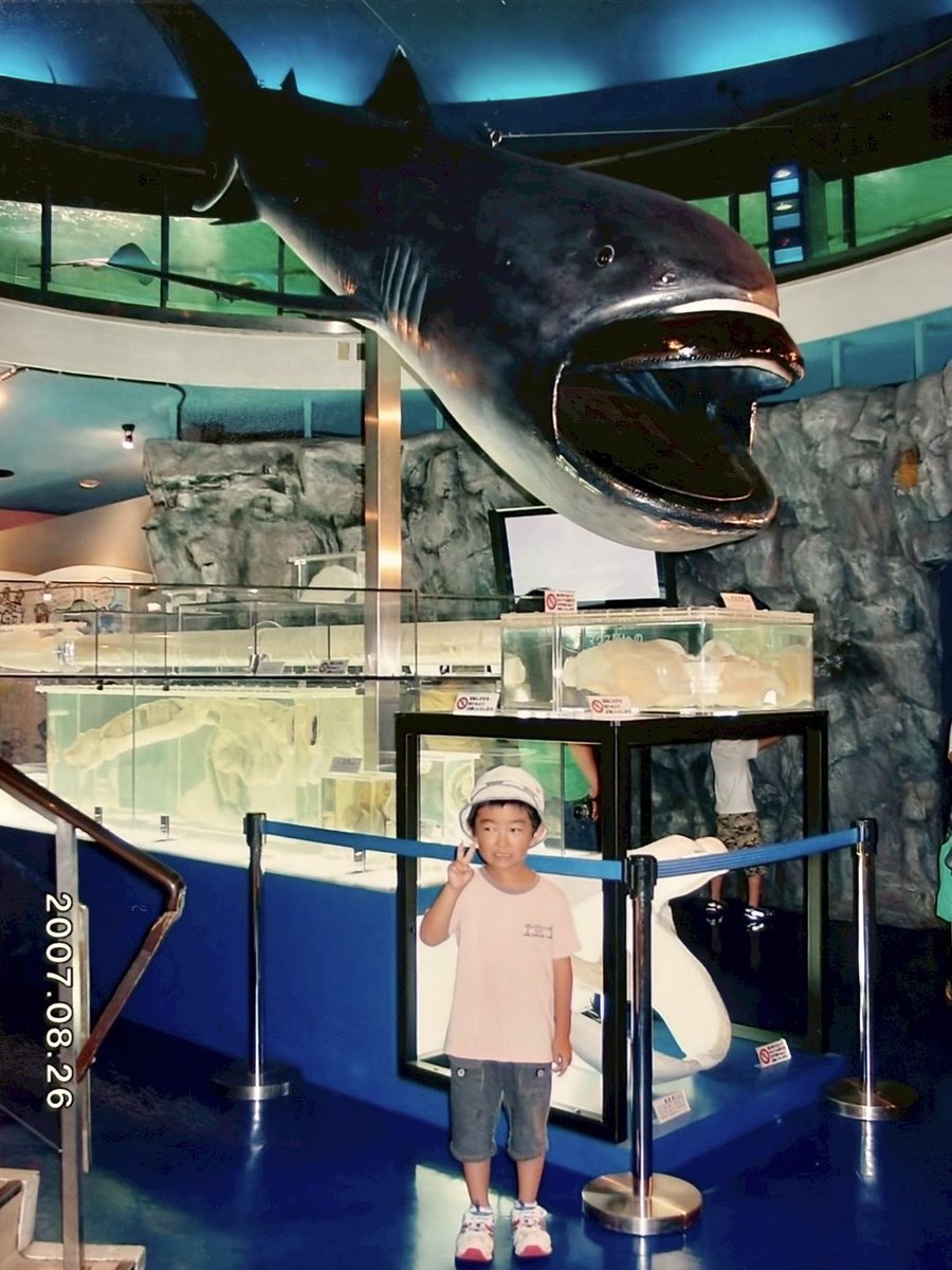kota_draw's tweet photo. こんな貴重な写真が出てきました🦈📸
今はもう閉館してしまった水族館『京急油壺マリンパーク』へ行ったときのものです。
深海ザメの貴重な標本や剥製がズラリ...当時6歳、絶賛サメヲタク中の自分にとってかなり刺激的な水族館でした🔍 https://t.co/iY9ixvWSBb