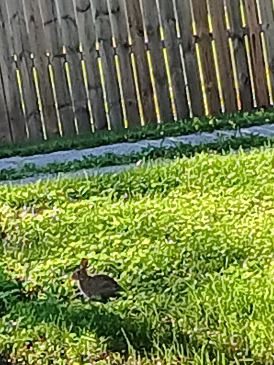 Bubbiewildfire's tweet photo. I got bunnies visiting the yard this morning while I checked oil for my car. #bunnies #mothernature https://t.co/FAxY7fkbqt