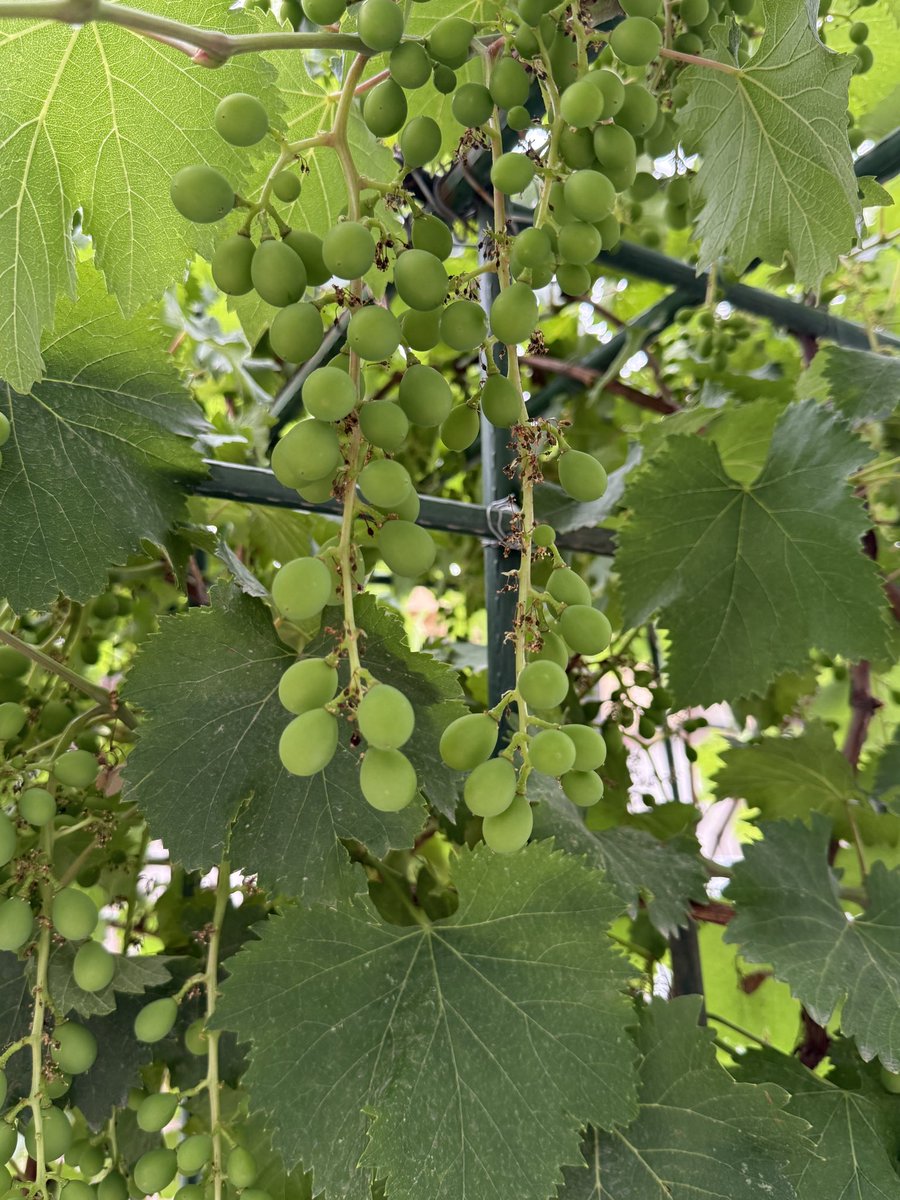 rb15352's tweet photo. 葡萄🍇 https://t.co/vcAvc9fiJd