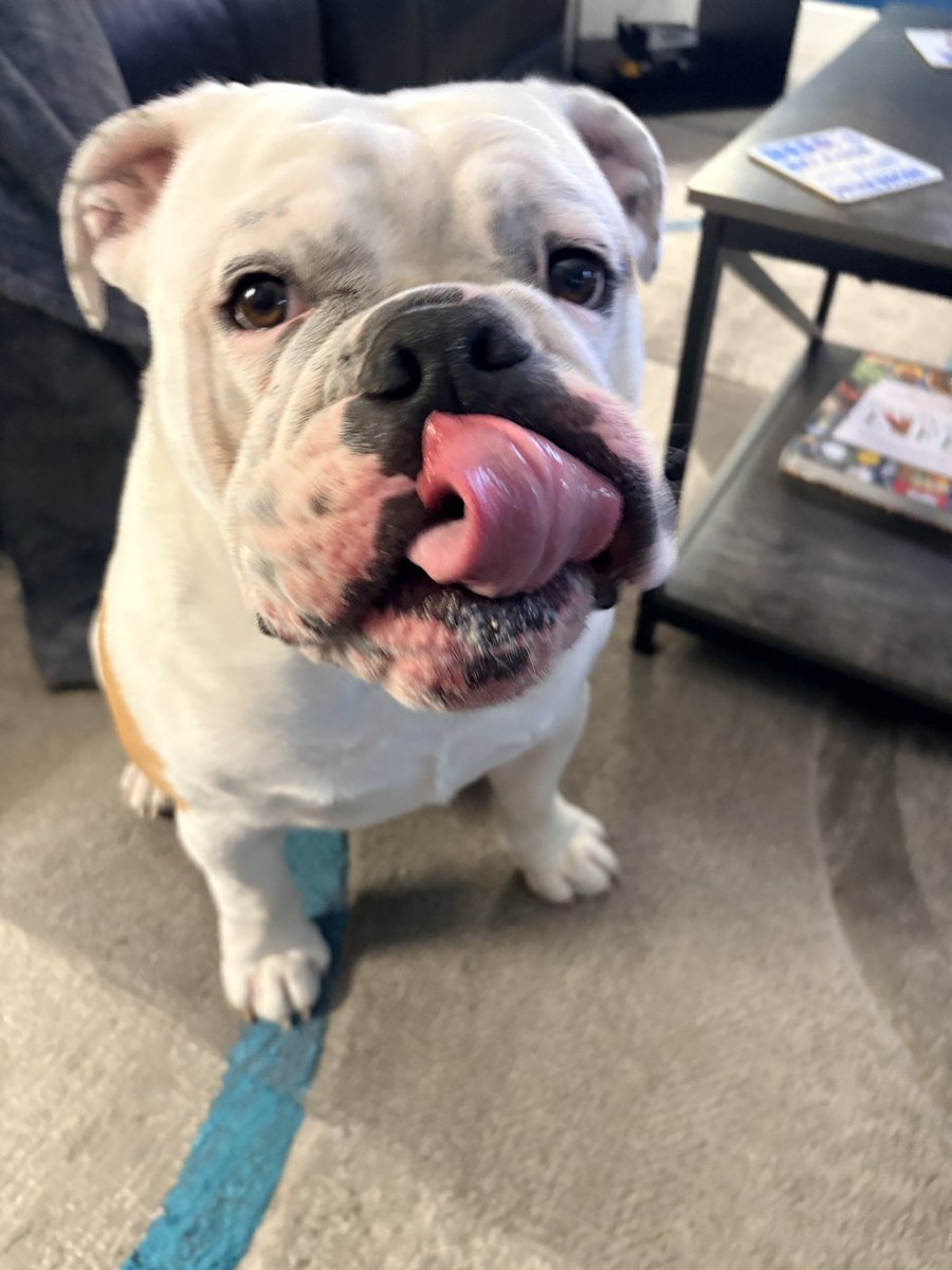 bourbon_karalyn's tweet photo. 🥳🥳 We are so excited to FINALLY be able to participate in Tongue Out Tuesday &amp; what a great shot I captured 😝🤗🤣 we had no idea his tongue was so big 🤣🤣🫢 Happy #tongueouttuesday 😜 https://t.co/Sss9pb68JL