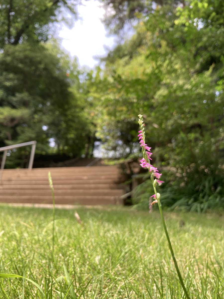 YasuKosode's tweet photo. 今日もお袈裟を縫う会へ。和尚さんが草刈りで残したネジバナがお出迎え。
5月の新山式のために新調した畳の香りに包まれて坐禅。日々新たなり、ひと呼吸の永遠に憩う。
#瀧見観音堂 https://t.co/nrTU92jP41