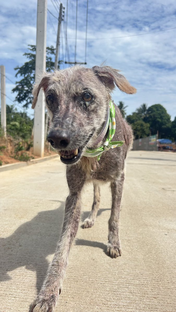 happydoggothai's tweet photo. ร่างกายภายนอกอาจจะยังไม่หายดีเเต่สภาพจิตใจของมารีลีนดีขึ้นเยอะเเล้วนะ❤️ https://t.co/DstkyNwYdX