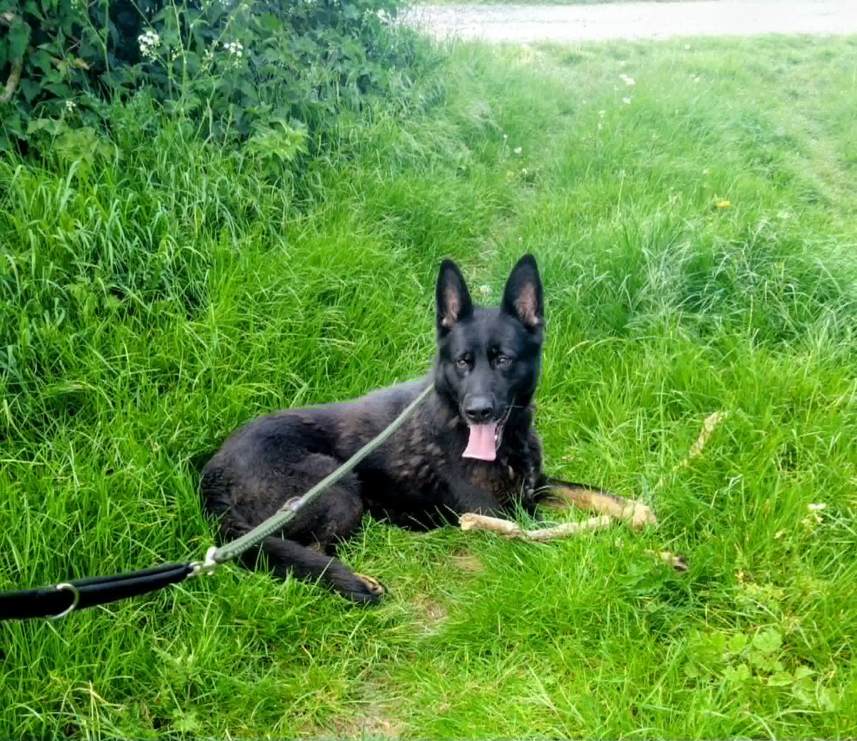 gsrescueelite's tweet photo. Vadar is 4yrs old and he was found living in a crate in the boot of a car. The #Notts kennels say this boy has been a pleasure since he arrived, he can live with older kids and is working on his doggy social skills 
#germanshepherd #dogs 
https://t.co/MlLYg8XUgT https://t.co/n1i4Gpcl5I