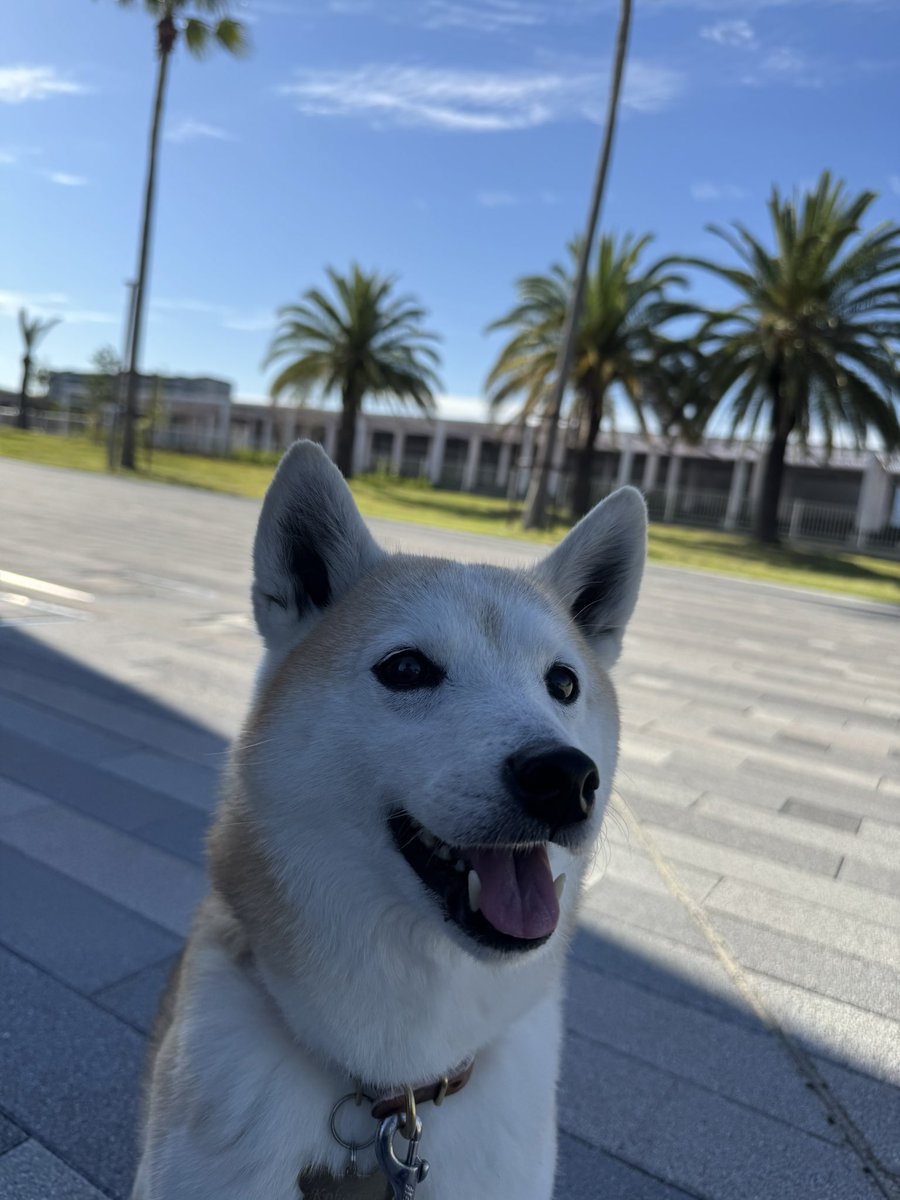 LyonReki's tweet photo. この間イッヌと赤ちゃん連れてお出かけしたときのやーつ🐕
6月でも熱中症に気をつけねば犬があちーってなってた💦 https://t.co/Ub2nhMCom5