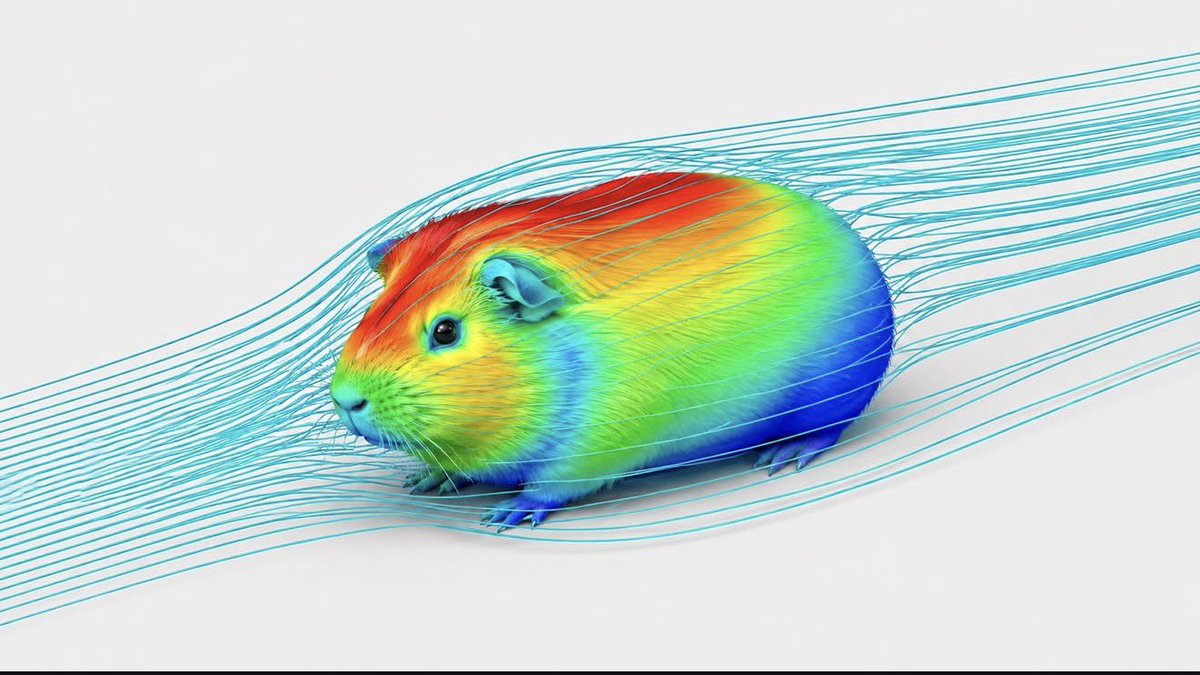 sillylilylmaoo's tweet photo. the aerodynamics of a guinea pig if anyone cares https://t.co/AzqPWe07th