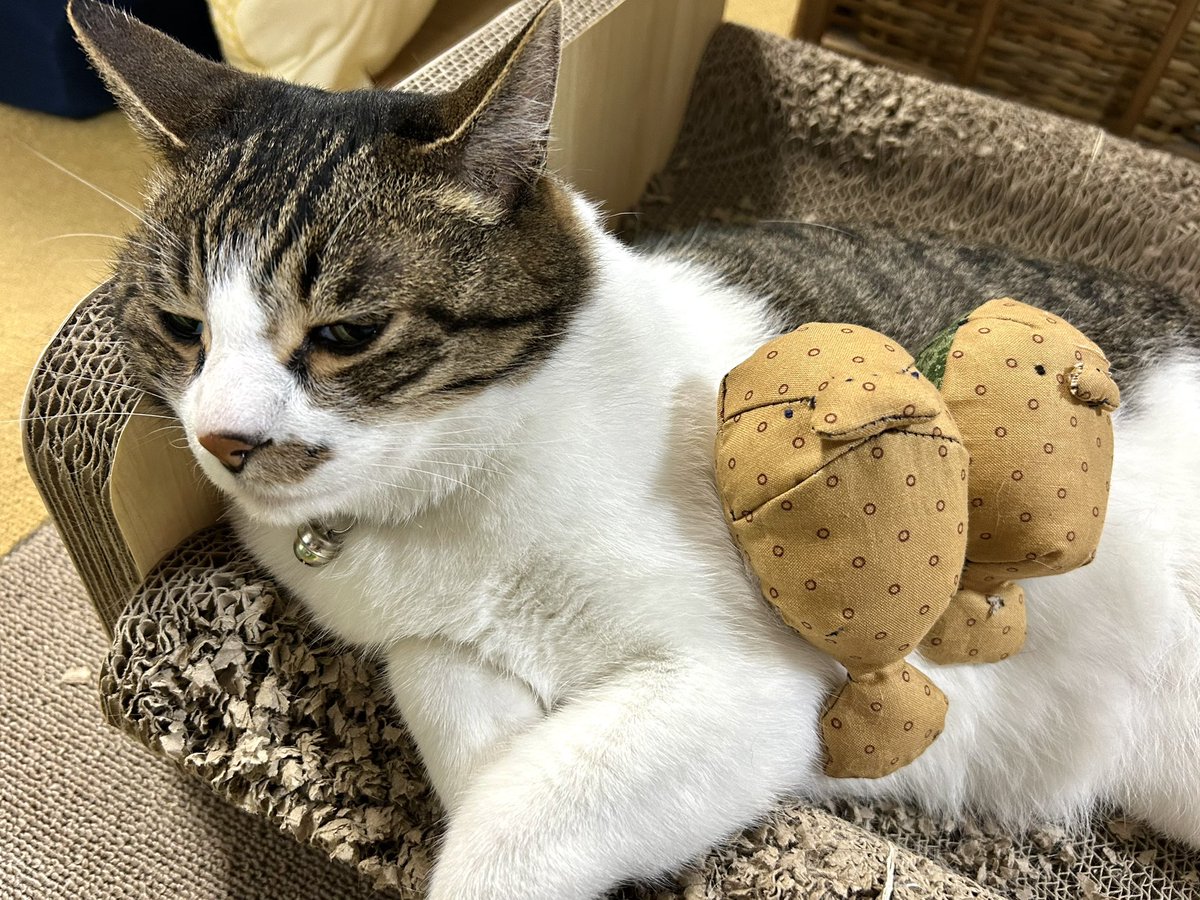 MatsuriFes's tweet photo. 🤔 https://t.co/zy1ZST0fIQ