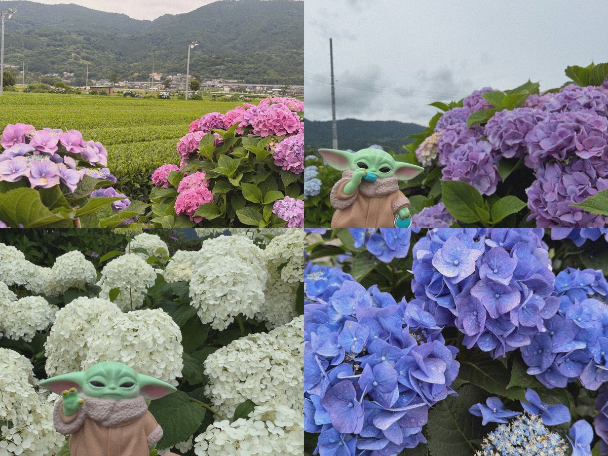 phantomoondy's tweet photo. 先日グローグーと紫陽花見に行ってきた☔️⟡.· https://t.co/x1vUAC9kWz