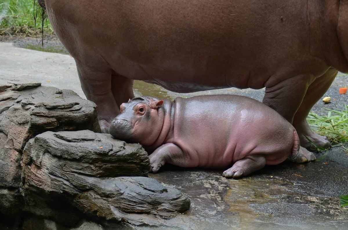 melazeqb's tweet photo. คนนี้ฮิปโปเด็กจากสวนสัตว์เชียงใหม่
ชื่อว่า ส้มป่อย #hippo #PygmyHippo #ขาหมูแอนด์เดอะแก๊ง #หมูเด้งเด้งกี่โมง #Moodeng #พี่ขาหมู #สวนสัตว์เปิดเขาเขียว https://t.co/tjbqGuMdbB