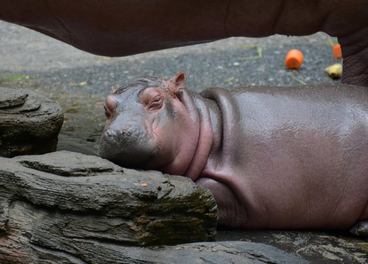 melazeqb's tweet photo. คนนี้ฮิปโปเด็กจากสวนสัตว์เชียงใหม่
ชื่อว่า ส้มป่อย #hippo #PygmyHippo #ขาหมูแอนด์เดอะแก๊ง #หมูเด้งเด้งกี่โมง #Moodeng #พี่ขาหมู #สวนสัตว์เปิดเขาเขียว https://t.co/tjbqGuMdbB