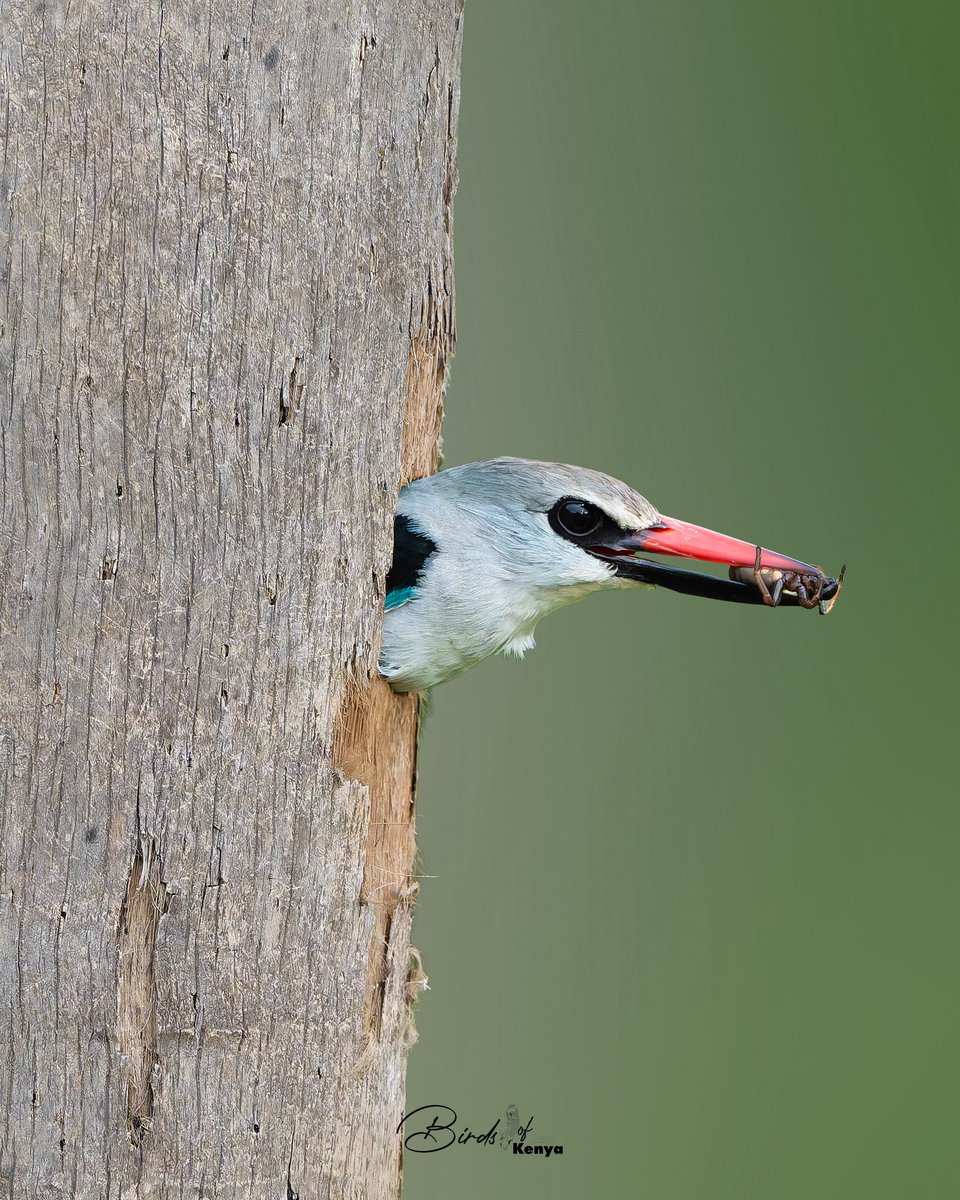 Birds_of_Kenya tweet media