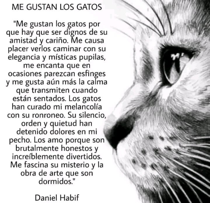 tiofelino2's tweet photo. Me gustan los gatos... ❤️🐱🐾 https://t.co/Tmc8dklp5V