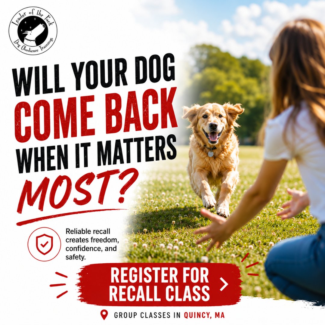 Packleaderofthe's tweet photo. Does your dog come when called only when they feel like it?

Recall is an important safety skill that can help keep your dog out of dangerous situations.

Register here:
https://t.co/5mCeEkvEYM 

#LeaderOfThePack #DogTrainingQuincy #RecallTraining #DogBehavior https://t.co/FHYy2TzZbb