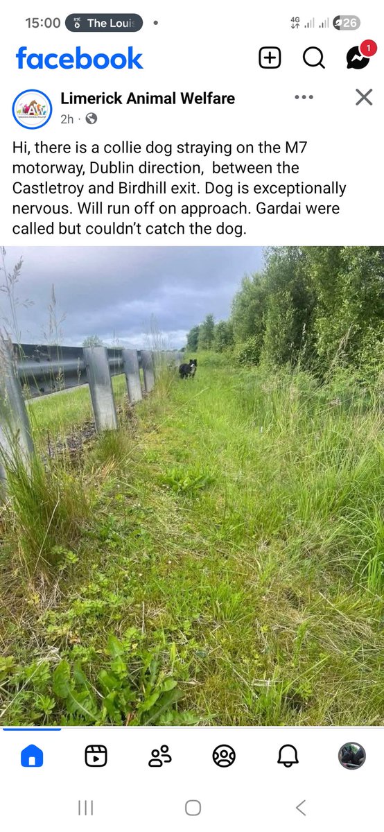 catlowry54's tweet photo. #collie #castletroy #birdhill  poor pet... https://t.co/Pts0JafSmQ