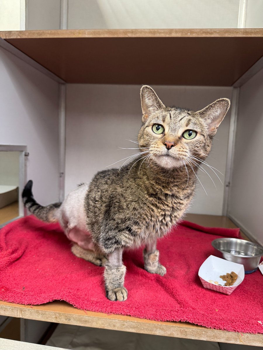PSPCA's tweet photo. Boots may be missing a leg, but she's not missing a beat!

This sweet tripod girl doesn't let anything slow her down. After coming to us with a severe leg wound that couldn't be saved, Boots has bounced back beautifully and gets around so well you'd hardly know she's missing a limb.

She may be a senior, but you'd never be able to tell. She's very playful, friendly, and silly.

Boots is open to meeting kids and other cats and is ready to find a family who will love her as much as everyone here does. Come meet this very special girl.