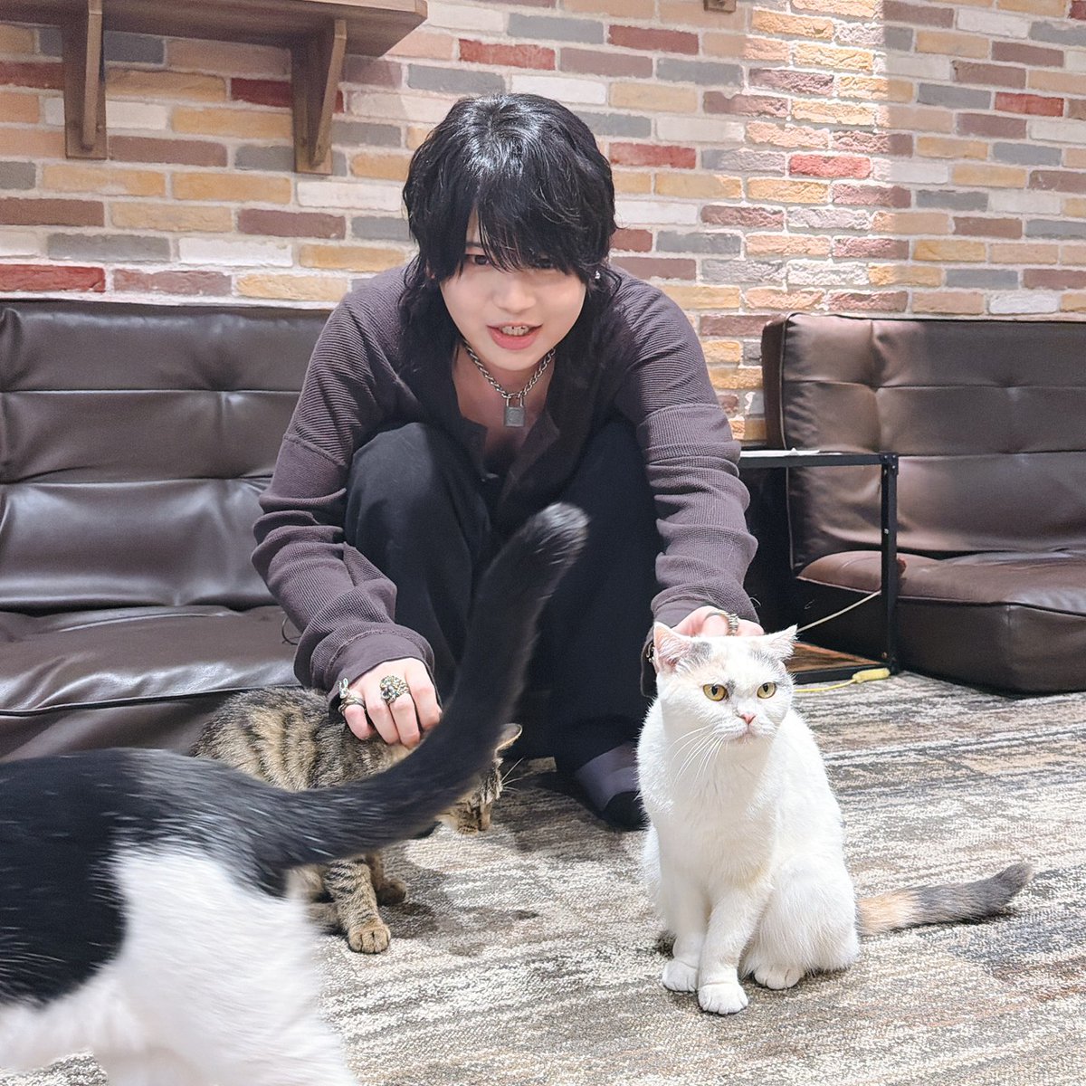 DojimaNight's tweet photo. #堂島ナイト 第44回
#お仕事ダイジェスト
ねこちゃんと仲良くならNight🌙

▼本日限定のハッシュタグ▼
#ありがとう堂島

#堂島颯人 https://t.co/82N4Mhn14s