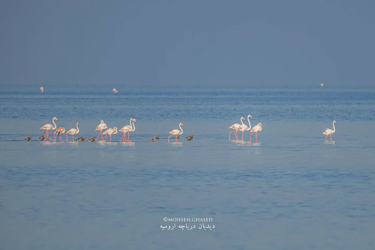 IranianPlateau's tweet photo. بازگشت فلامینگوها پس از سال‌ها به آغوش مادرانه و مهربان دریاچه ارومیه

عکس از محسن قاصد https://t.co/6RtcNok35V