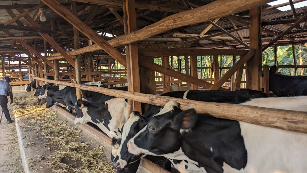 Silver Olupot @🐐🐖🐄🐤 tweet media