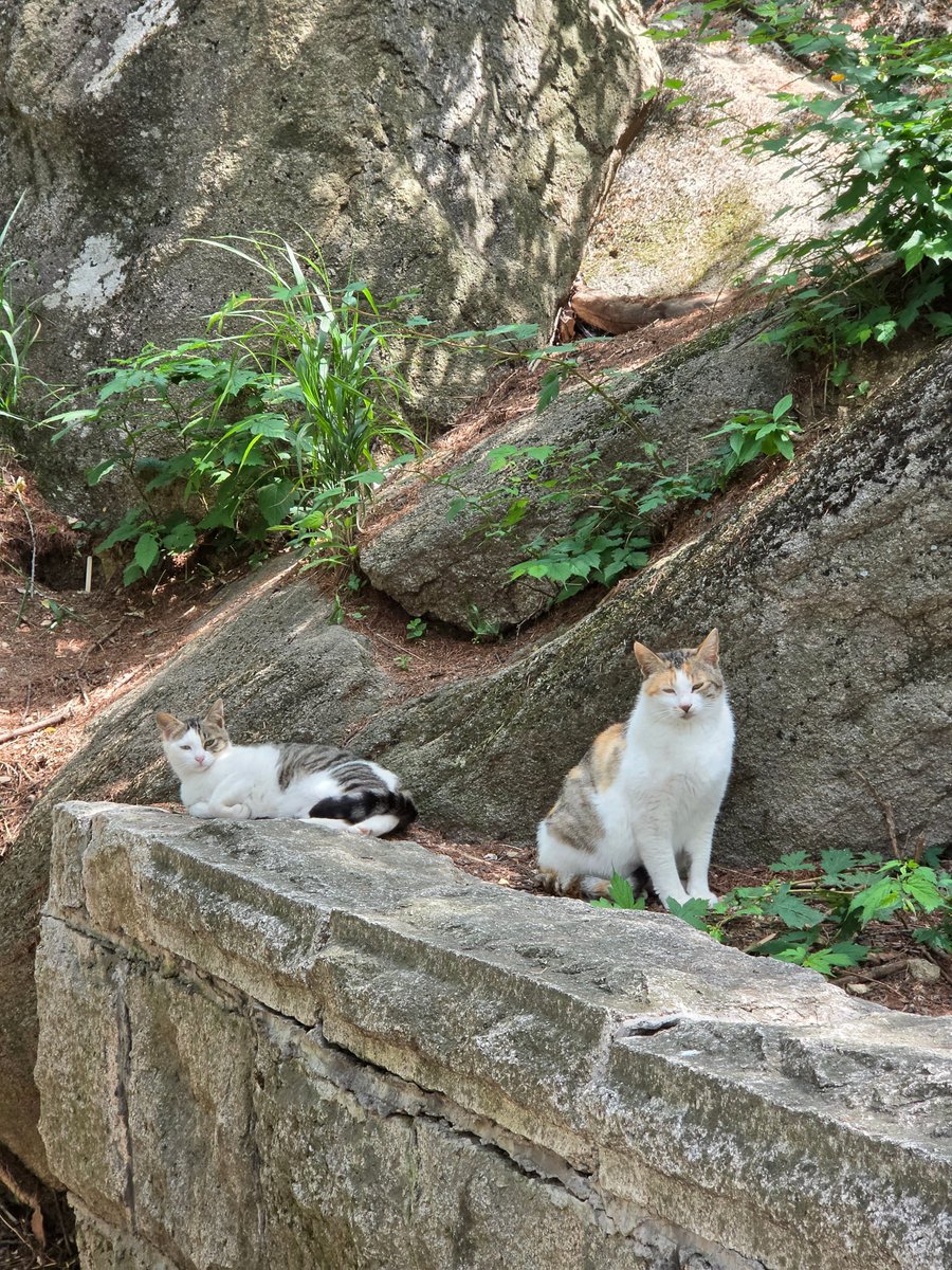gooneum's tweet photo. @onb1ue 😻😻🐈🐈 https://t.co/0SUVFRAcYv