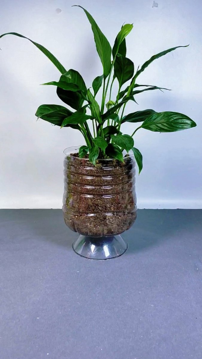 lorisa10's tweet photo. My first DIY planter from upcycled plastic bottles , super easy craft for plant lovers—save money and the planet! https://t.co/UV2gV6nw42