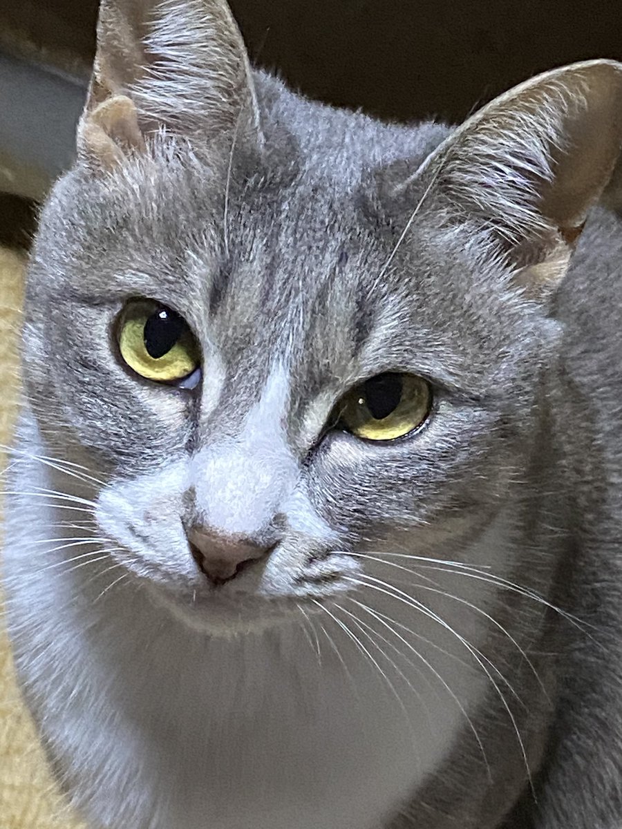 dotabata3's tweet photo. おやすみなさい🥱

#猫のヒゲを拾い集める護憲東北人の会 https://t.co/UdwPDURtp8
