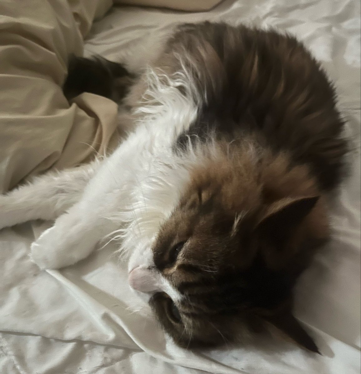 RIIO3O5's tweet photo. @IemoriMitsuriVT うちのデブ猫と毛玉の化身も置いとくね😺 https://t.co/3XsX6g0HnT