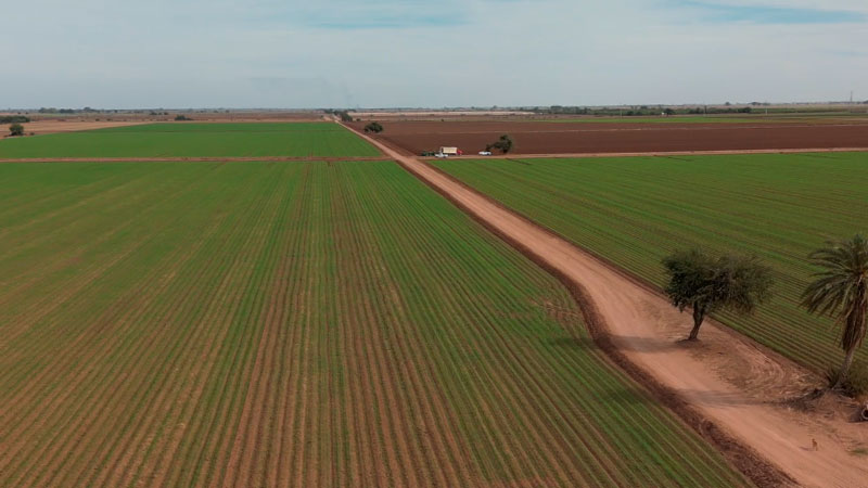 SintesisINFORMA's tweet photo. Las reglas de operación para la entrega del apoyo estatal de 25 dólares por tonelada destinado a productores agrícolas del sur de Sonora serán publicadas en los próximos días, informó Mario Alberto Pablos (DRRY)... https://t.co/Y2TyTloiov https://t.co/GVYERni7It