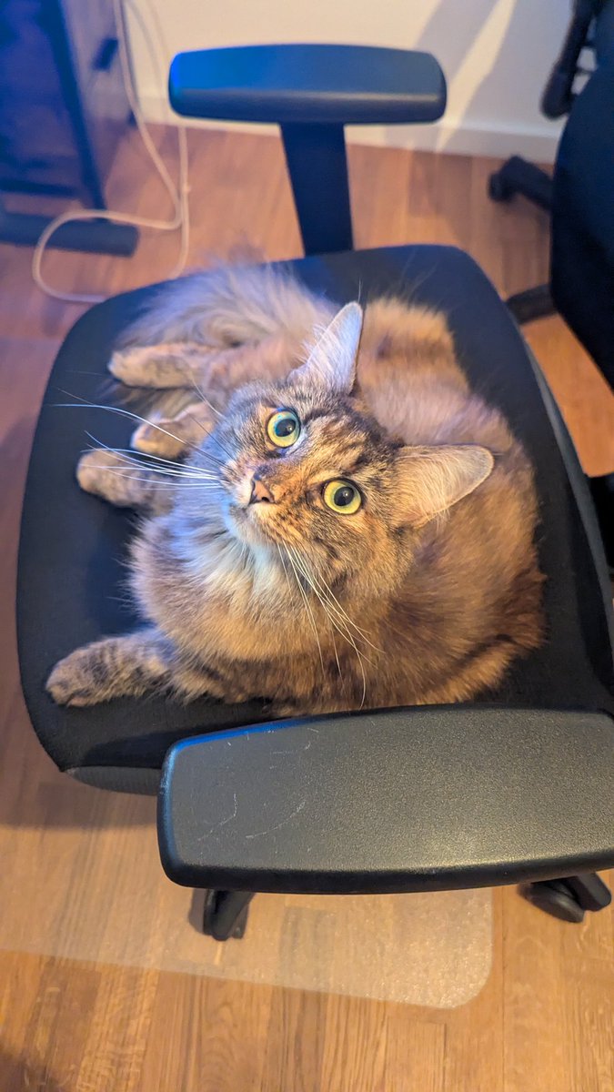 trsted_'s tweet photo. @Forsen Mr. Fors I've been a fan of you since the golden Hearthstone times and have always supported you. Seeing you want to find a home for a kitten is amazing and I'd like to apply for it. I'm living in Germany and currently have a very happy cat! Hoping for a new friend for her!! https://t.co/tQD6njeCW0