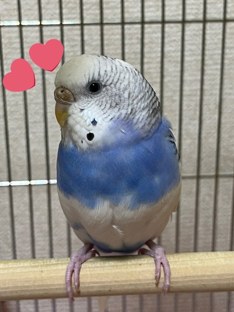 迷子インコのフィーを探しています@静岡市駿河区 tweet media