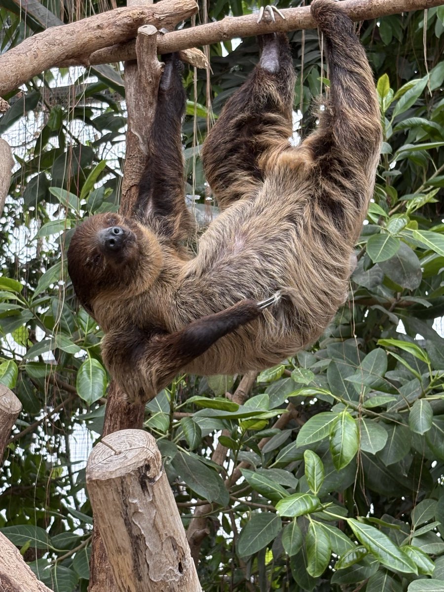 ナマケモノ研究所(The sloth research center)🦥 (@sametyphoon