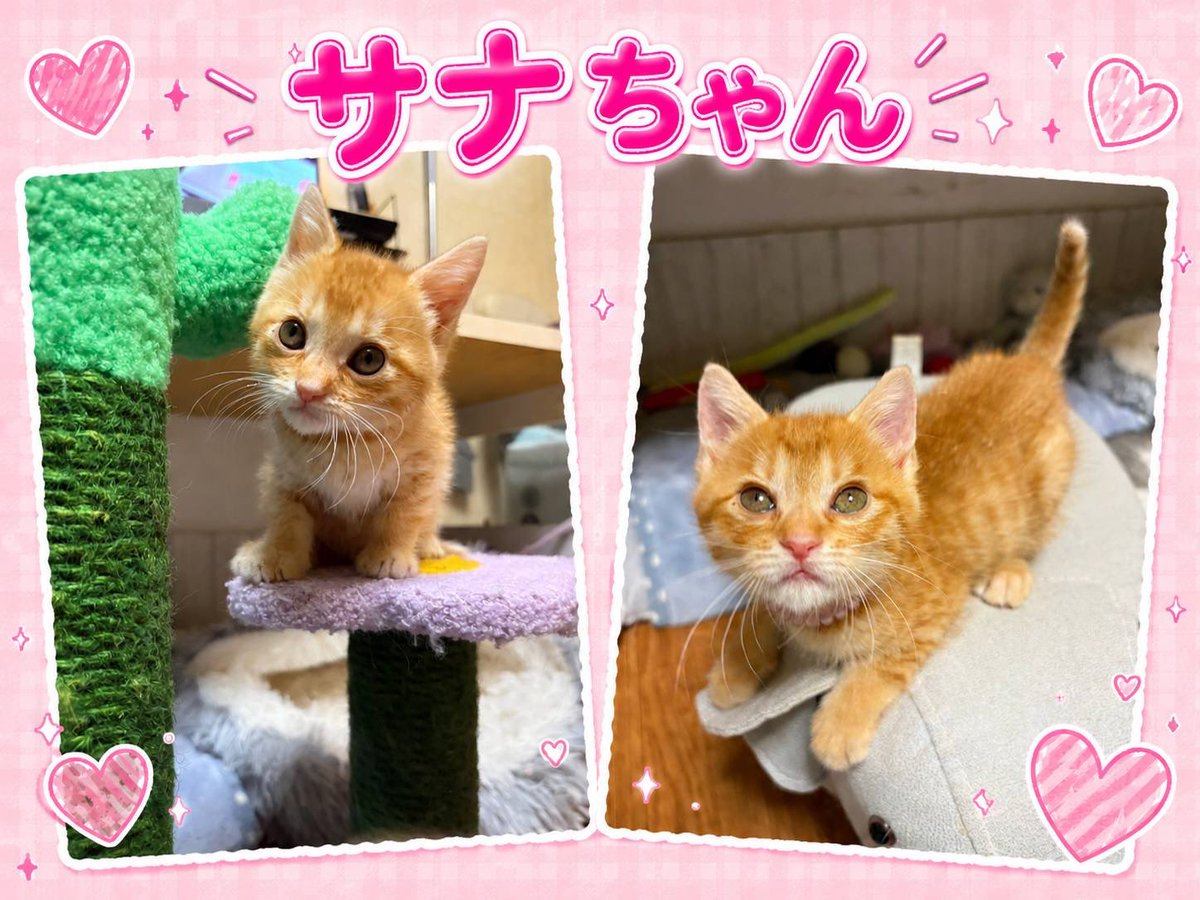 umeko_hakodate's tweet photo. 【里親さん募集】
生後２ヶ月前後です。
みんな　人馴れ○。猫とも仲良く遊べるよー💕
6月21日（日）の譲渡会に参加予定です。
その前に決まった場合は、参加はしません。
譲渡会前でも面談可能ですので、ご連絡下さい🙇‍♀️
09013861888ピースにゃんこ函館まで☎️お待ちしております。 https://t.co/41E4WPrJHc