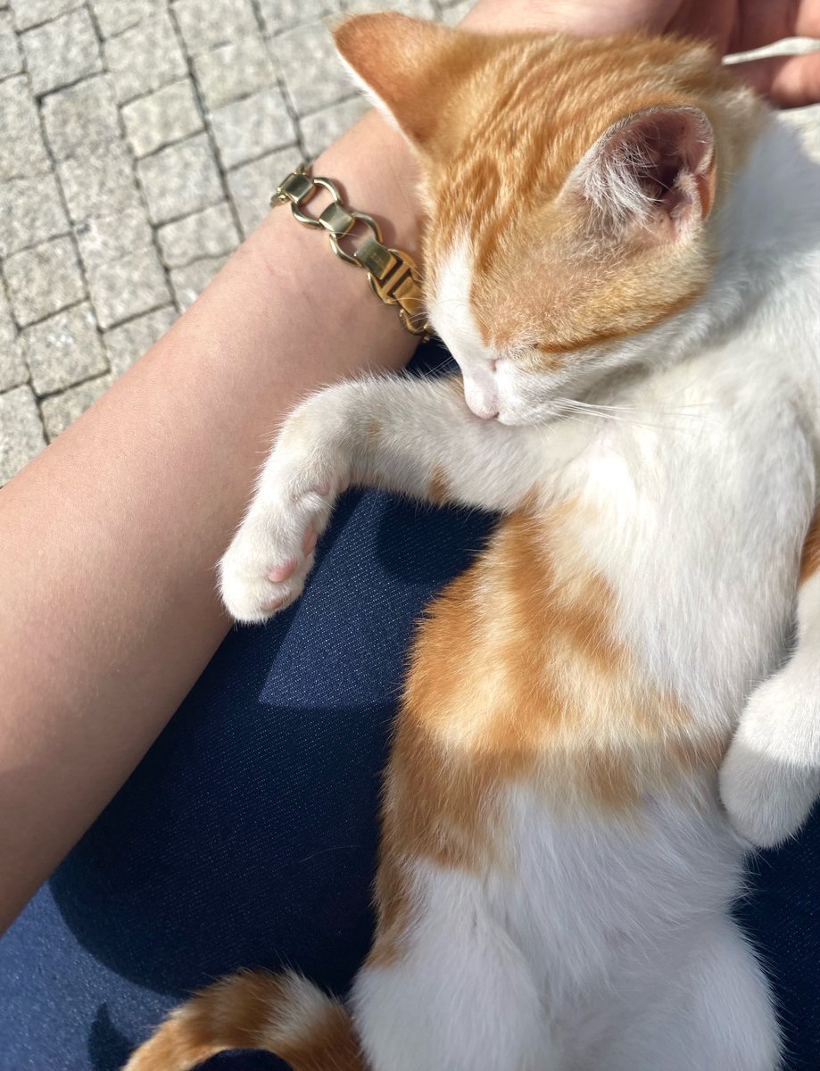 simgeetf's tweet photo. kucağımda uyuduğu için uyanana kadar beklemek zorundayım https://t.co/sVvHNWRmFk