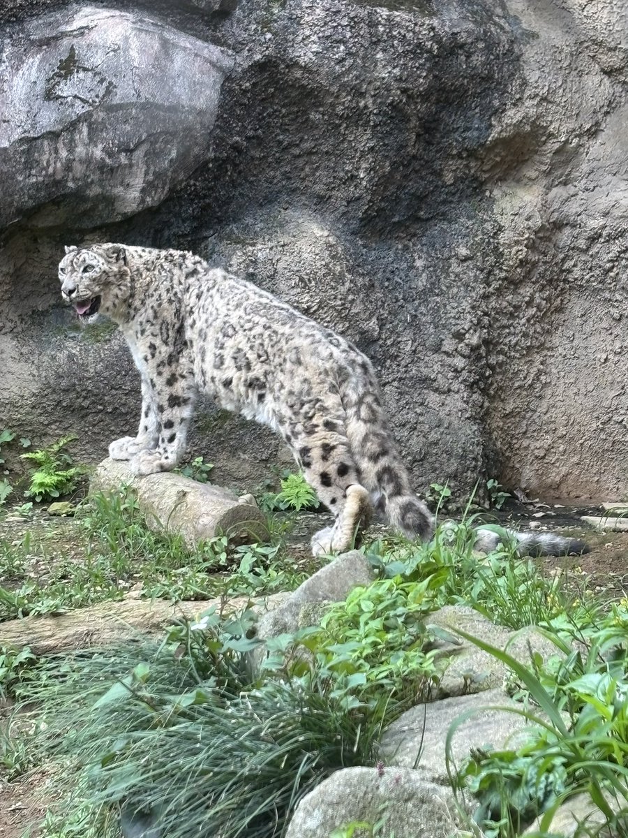 sylvanian1985's tweet photo. 丸太に🪵足を置くミルチャさん。
多摩動物公園
ユキヒョウ ミルチャ♀
2026.6.16
#多摩動物公園
#ユキヒョウ #ミルチャ https://t.co/hz2vgmFcik
