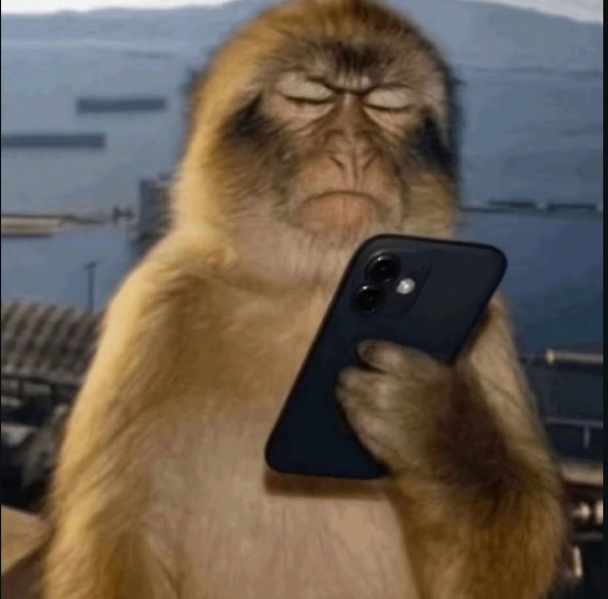 Zoo tweet media