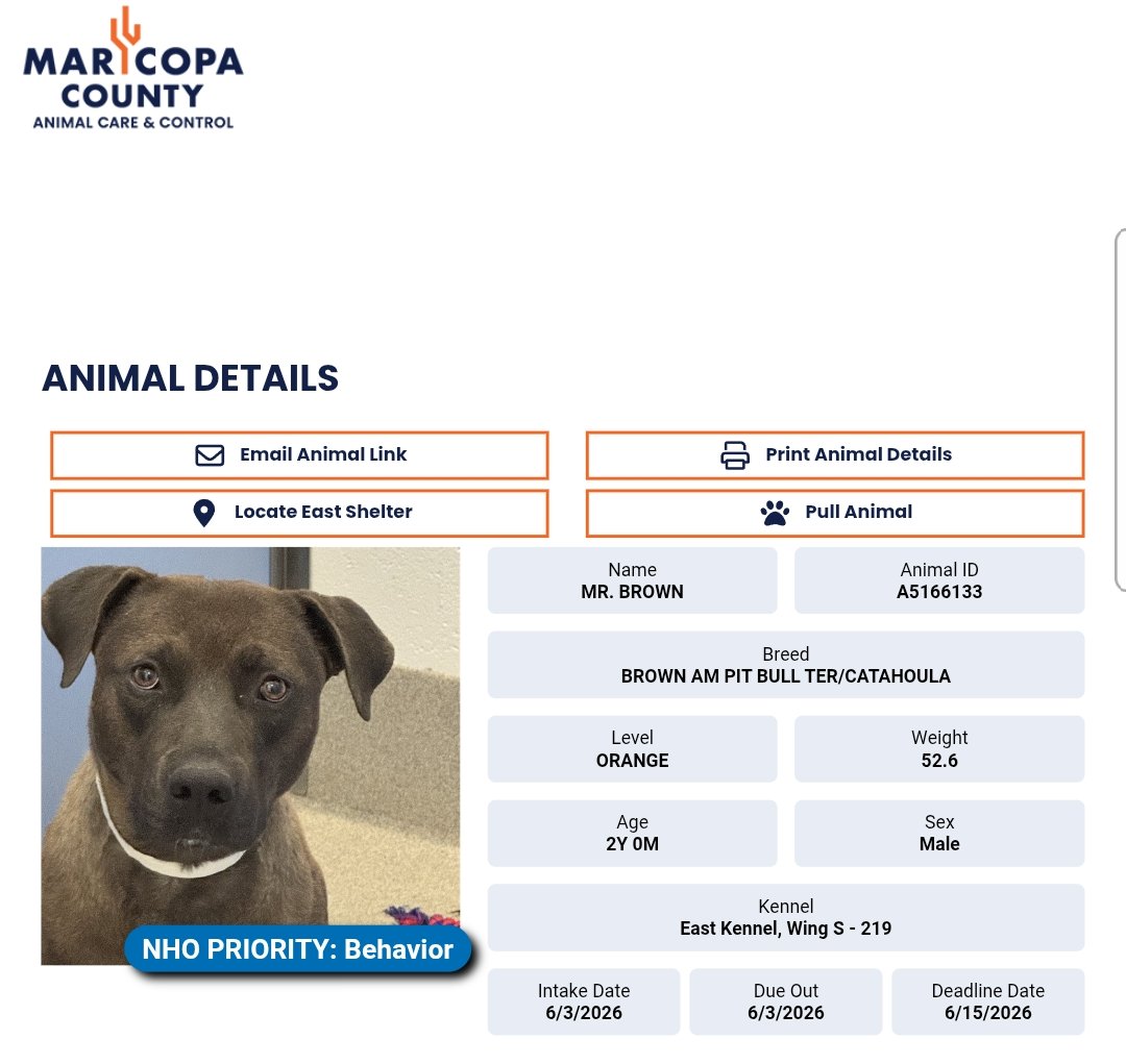 8415_n's tweet photo. MR. BROWN #A5166133
2yo. #pitbull #pit #catahoula mix

What a stunning good boy. What a waste to let him go down. #euthlisted 6/15 TBK ☠️ this morning. 
#AZ Rescues struggling‼️
#Arizona come on quick‼️
#ADOPT anywhere in AZ‼️
Apply to #adopt or #foster 

https://t.co/RXv1UwVYRx https://t.co/goxXyMPtZx