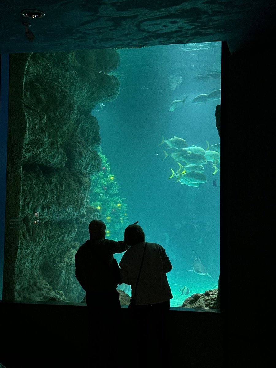 aurigatory's tweet photo. @tarudalia Not on the list but aquarium date~ https://t.co/jMP2kpA7Nr