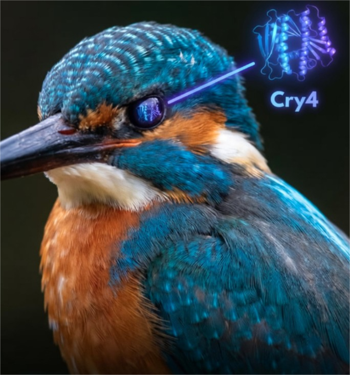 forallcurious's tweet photo. RESEARCH🚨: Birds use special proteins in their eyes to see the Earth's magnetic field and navigate https://t.co/0nCqraoQ9M