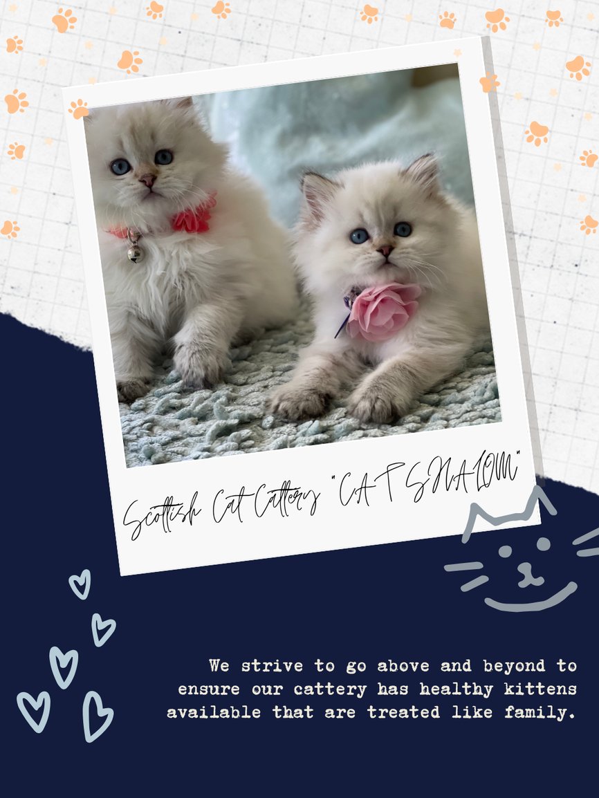 ScottishCattery's tweet photo. Beautiful features and wonderful temperaments make our Scottish straight-for-sale options stand out. We love matching families with great pets. Reach out (941) 264-5905 and discover more! #ScottishStraightForSale #KittenJoy
https://t.co/eMtBNBgIhs https://t.co/tK0HlcwnIV