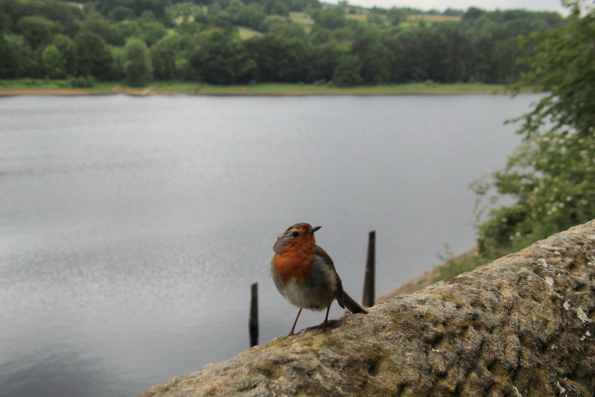 nicolahorner1's tweet photo. I just couldn't resist getting some photos of the beautiful Robin 😍 https://t.co/G091Rw5j9e