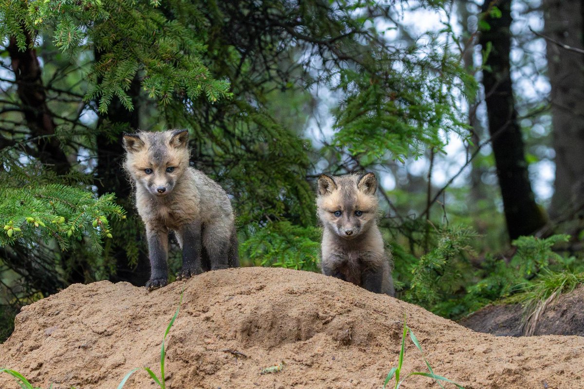 CWF_FCF's tweet photo. 🎉 May’s Photo Contest winner is in… and it’s these adorable fox kits 🦊

Big congrats to Brenda Makin for receiving the most votes in our *New Beginnings* theme!

💦 Think you’ve got a shot? Submit for June’s theme: https://t.co/sv9PE16hCC

📸: Brenda Makin | #CWFPhotoClub https://t.co/e5QhVLIX6K