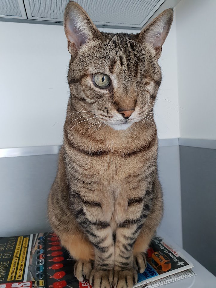alisevent's tweet photo. Ma petite Perle vient de nous quitter après 20 ans de vie commune et nous laisse dans la détresse totale je suis anéantie😭😭😭 https://t.co/NNx1aHRlWu