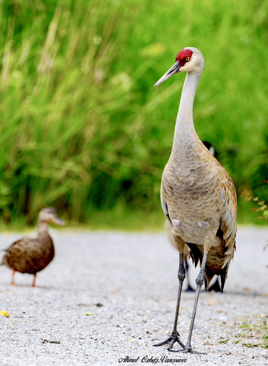 kingeagl's tweet photo. Sandhill Crane (Kanada turnadı) Vancouver’da çekildi. https://t.co/FwKW9SDaE5